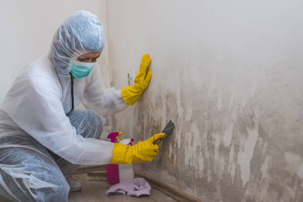 Best Mold Odor Removal Services  in Burns Harbor, IN